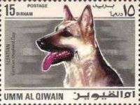 German Shepherd (Canis lupus familiaris)