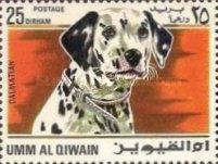 Dalmatian Dog (Canis lupus familiaris)
