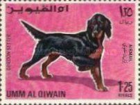 Gordon Setter (Canis lupus familiaris)