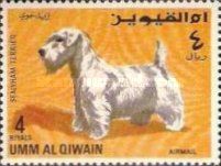 Sealyham Terrier (Canis lupus familiaris)