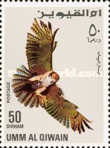 Red-tailed Hawk (Buteo jamaicensis)
