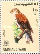 Ferruginous Hawk (Buteo regalis)