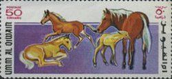 Haflinger (Equus ferus caballus)