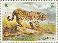 Tiger (Panthera tigris)