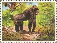 Western Gorilla (Gorilla gorilla)