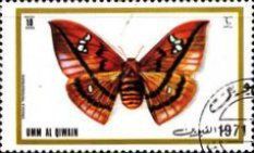 Cricula Silkmoth (Cricula trifenestrata)