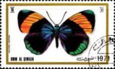 Brush-footed Butterfly (Callithea sapphira)