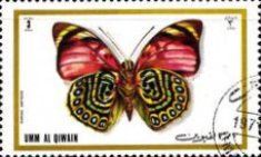 White-spotted Agrias (Agrias amydon)