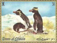 Macaroni Penguin (Eudyptes chrysolophus)