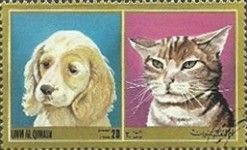 Dog and Cat