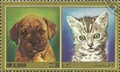 Dog and Cat
