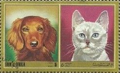 Dachshund and Cat