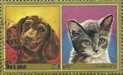 Dog and Cat