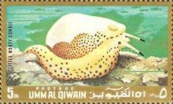Warty Egg Cowrie (Calpurnus verrucosus)