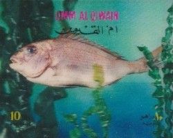 Cichlids