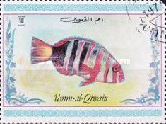 Harlequin Tuskfish (Choerodon fasciatus)