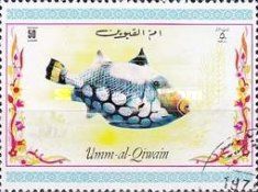 Clown Triggerfish (Balistoides conspicillum)