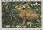 European Hare (Lepus europaeus)