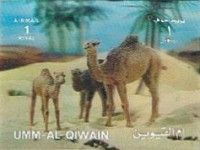 Dromedary (Camelus dromedarius)