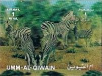 Zebra (Equus sp.)