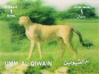 Cheetah (Acinonyx jubatus)