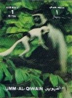 Mantled Guereza (Colobus guereza)