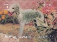 Bedlington Terrier (Canis lupus familiaris)