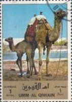 Dromedary (Camelus dromedarius)