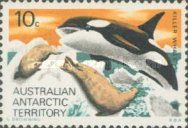 Killer Whale (Orcinus orca)