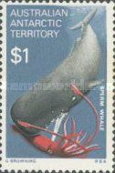 Sperm Whale (Physeter macrocephalus)