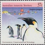 Emperor Penguin (Aptenodytes forsteri), Davis Station