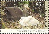 Northern Giant Petrel (Macronectes halli) with Fledgling