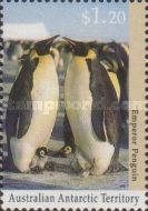 Emperor Penguin (Aptenodytes forsteri) with Chicks
