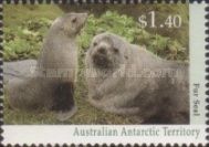 Kerguelen Fur Seal (Arctocephalus gazella)