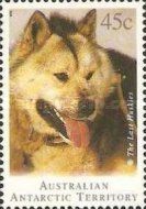Head of Siberian Husky (Canis lupus familiaris)