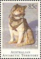 Siberian Husky (Canis lupus familiaris) in Harness