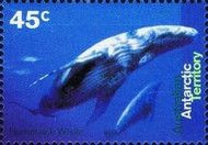 Humpback Whale (Megaptera novaeangliae) with Calf