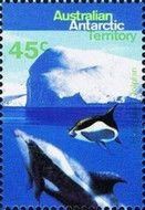 Pair of Hourglass Dolphins (Sagmatias cruciger)