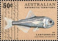Antarctica Lanternfish (Electrona antarctica)