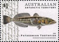 Patagonian Toothfish (Dissostichus eleginoides)