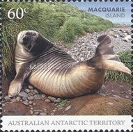 Southern Elephant Seal (Mirounga leonina)