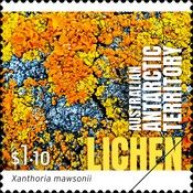 Xanthoria mawsonii