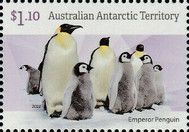 Emperor Penguins (Aptenodytes forsteri) with Chicks