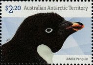 Head of Adélie Penguin (Pygoscelis adeliae)