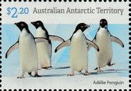 Four Adélie Penguins (Pygoscelis adeliae)