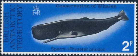 Sperm Whale (Physeter catodon)