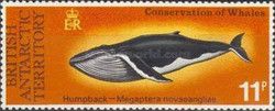 Humpback Whale (Megaptera novaeangliae)