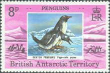 Gentoo Penguin (Pygoscelis papua)