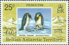 Emperor Penguin (Aptenodytes forsteri)