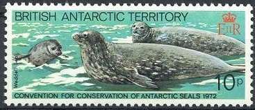 Weddell Seal (Leptonychetes weddelli)